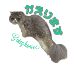 mamechiyo's 9cats family vol.2 sticker #15005048