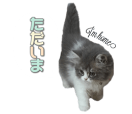 mamechiyo's 9cats family vol.2 sticker #15005049