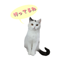 mamechiyo's 9cats family vol.2 sticker #15005051