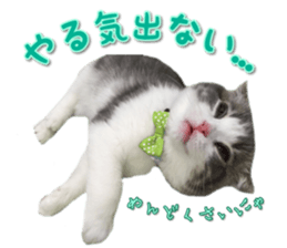 mamechiyo's 9cats family vol.2 sticker #15005053