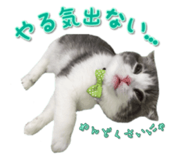 mamechiyo's 9cats family vol.2 sticker #15005053