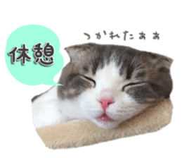 mamechiyo's 9cats family vol.2 sticker #15005054