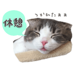 mamechiyo's 9cats family vol.2 sticker #15005054