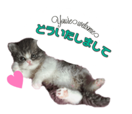mamechiyo's 9cats family vol.2 sticker #15005056