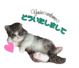 mamechiyo's 9cats family vol.2 sticker #15005056