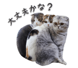 mamechiyo's 9cats family vol.2 sticker #15005057