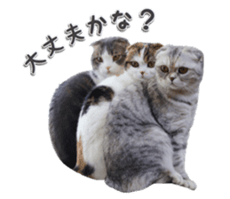 mamechiyo's 9cats family vol.2 sticker #15005057