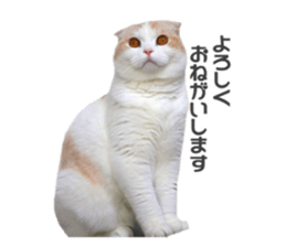 mamechiyo's 9cats family vol.2 sticker #15005058