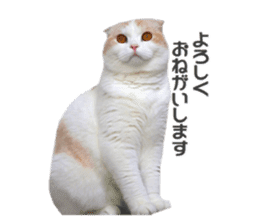 mamechiyo's 9cats family vol.2 sticker #15005058