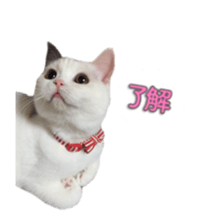 mamechiyo's 9cats family vol.2 sticker #15005060