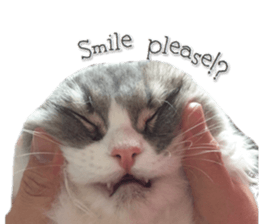 mamechiyo's 9cats family vol.2 sticker #15005065