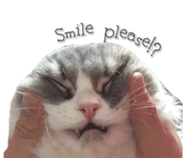 mamechiyo's 9cats family vol.2 sticker #15005065