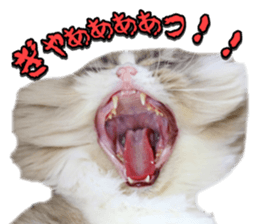 mamechiyo's 9cats family vol.2 sticker #15005066