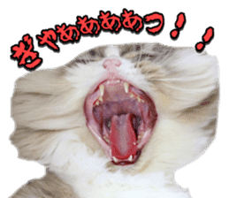 mamechiyo's 9cats family vol.2 sticker #15005066