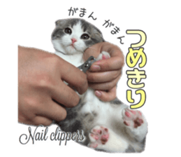 mamechiyo's 9cats family vol.2 sticker #15005069