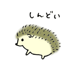 Hedgehog's name is Nakatsukasa sticker #15013567