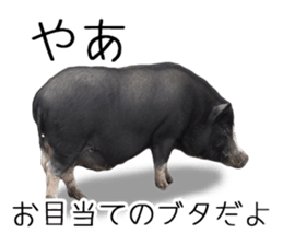 Negative pigs sticker #15014804