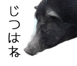 Negative pigs sticker #15014813