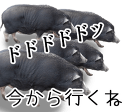 Negative pigs sticker #15014816