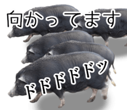 Negative pigs sticker #15014817