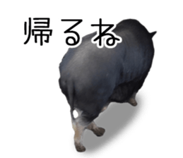 Negative pigs sticker #15014819