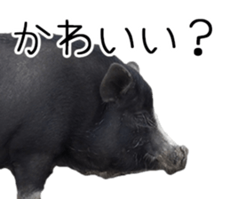 Negative pigs sticker #15014820