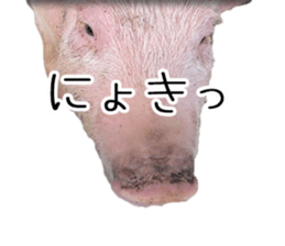 Negative pigs sticker #15014827