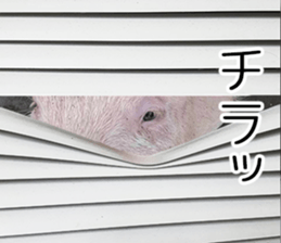 Negative pigs sticker #15014829