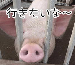 Negative pigs sticker #15014831