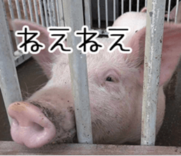 Negative pigs sticker #15014833