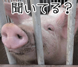 Negative pigs sticker #15014834