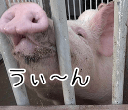 Negative pigs sticker #15014835