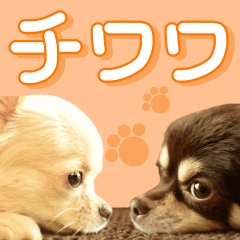Chihuahua [Azuki&Daizu]