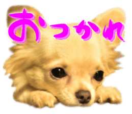 Chihuahua [Azuki&Daizu] sticker #15015668