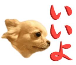 Chihuahua [Azuki&Daizu] sticker #15015669
