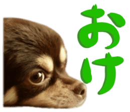 Chihuahua [Azuki&Daizu] sticker #15015670