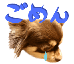 Chihuahua [Azuki&Daizu] sticker #15015671