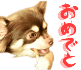 Chihuahua [Azuki&Daizu] sticker #15015672
