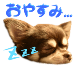 Chihuahua [Azuki&Daizu] sticker #15015673