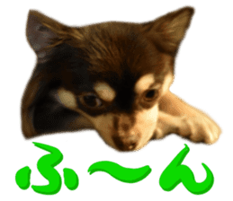 Chihuahua [Azuki&Daizu] sticker #15015674