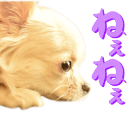 Chihuahua [Azuki&Daizu] sticker #15015675