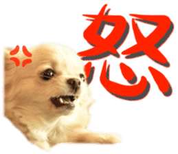 Chihuahua [Azuki&Daizu] sticker #15015676