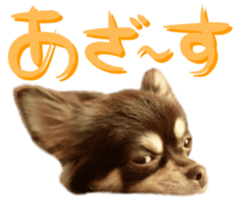 Chihuahua [Azuki&Daizu] sticker #15015677