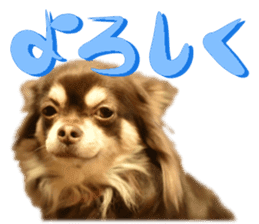 Chihuahua [Azuki&Daizu] sticker #15015678