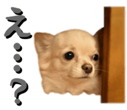 Chihuahua [Azuki&Daizu] sticker #15015679