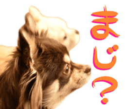Chihuahua [Azuki&Daizu] sticker #15015680