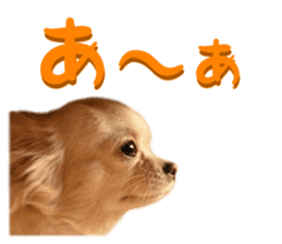 Chihuahua [Azuki&Daizu] sticker #15015681