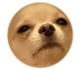 Chihuahua [Azuki&Daizu] sticker #15015682