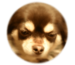 Chihuahua [Azuki&Daizu] sticker #15015683