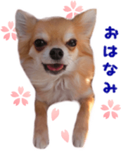 Sticker of Cereza 10 sticker #15016643